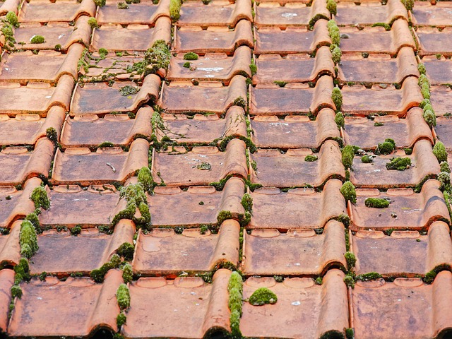roof