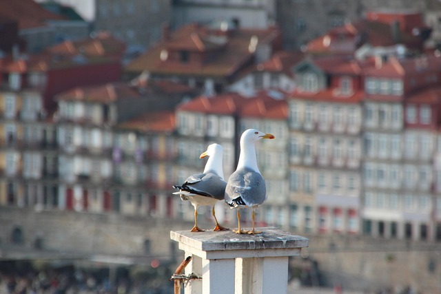 roof-640x480-67811831.jpeg