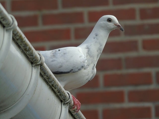 roofline-640x480-81631072.jpeg