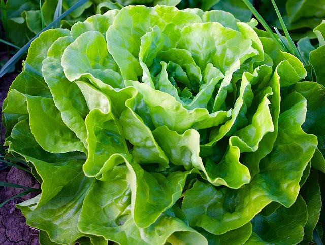 salad