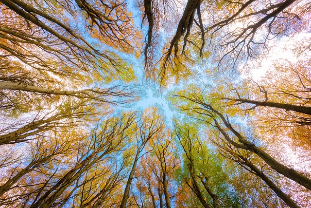 scenic-640x480-49924388.jpeg