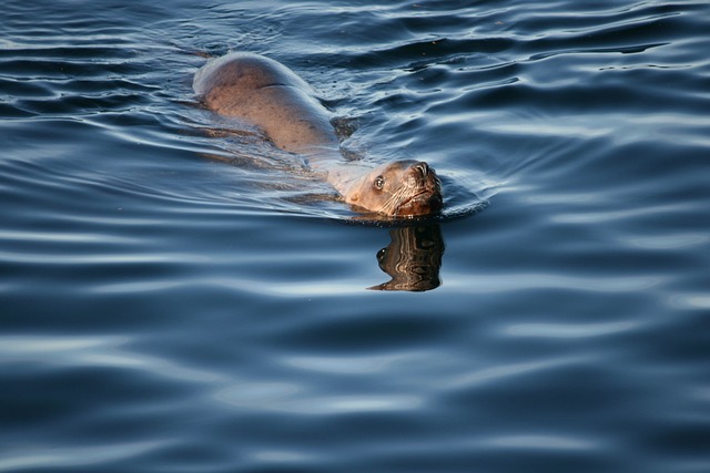 sea lions