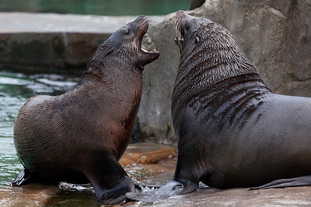 sea lions