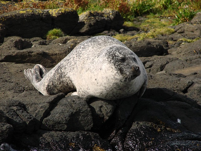 sea lions