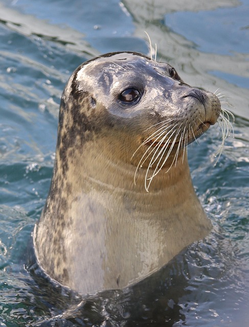 sea lions