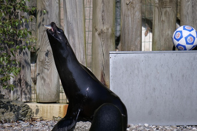 sea lions