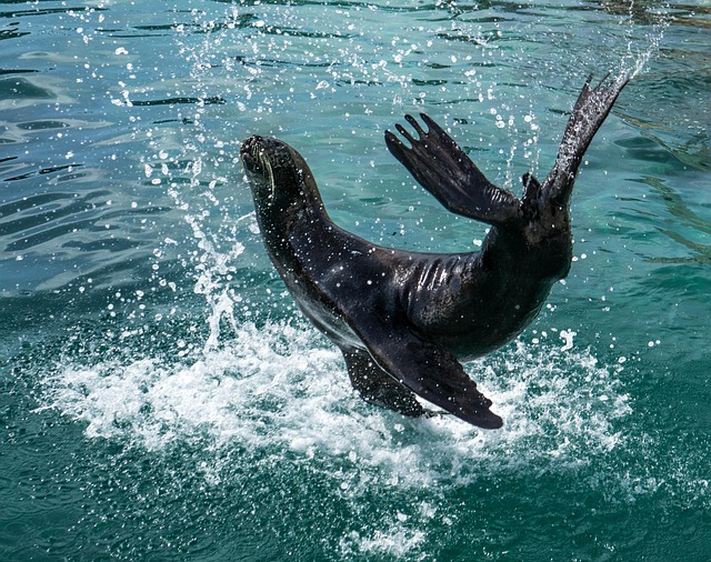 sea lions