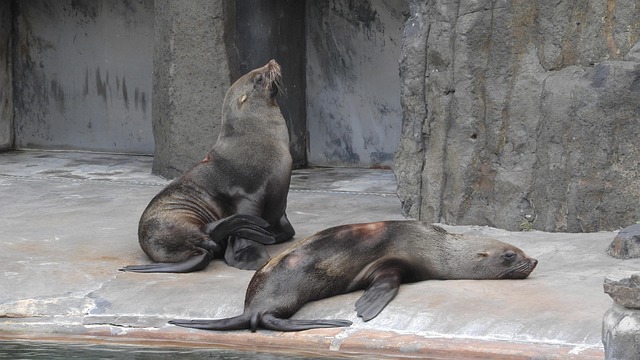 sea lions