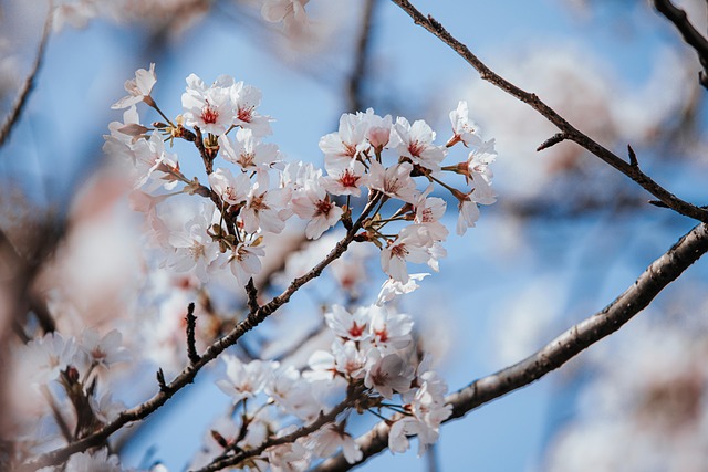 seasonal-640x480-8886818.jpeg