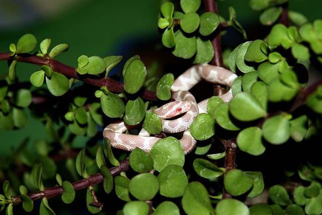 snake
