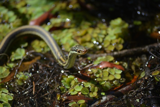 snake