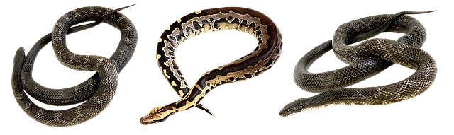snake