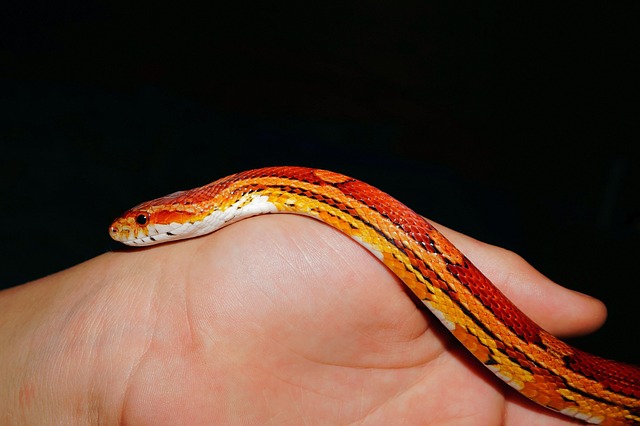 snake