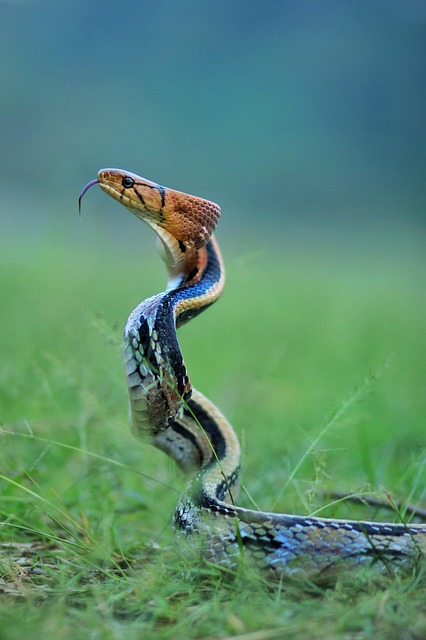 snake