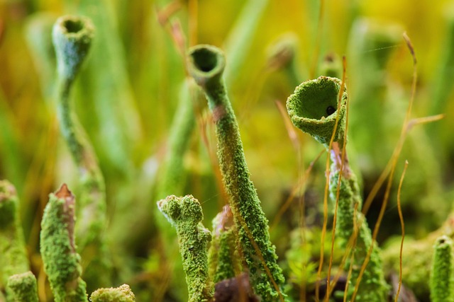 spores