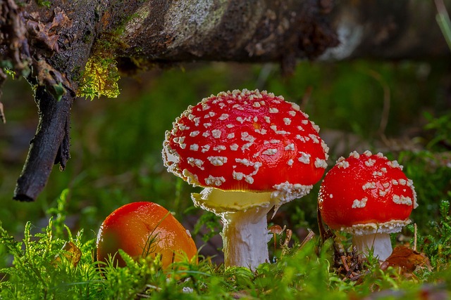 spores