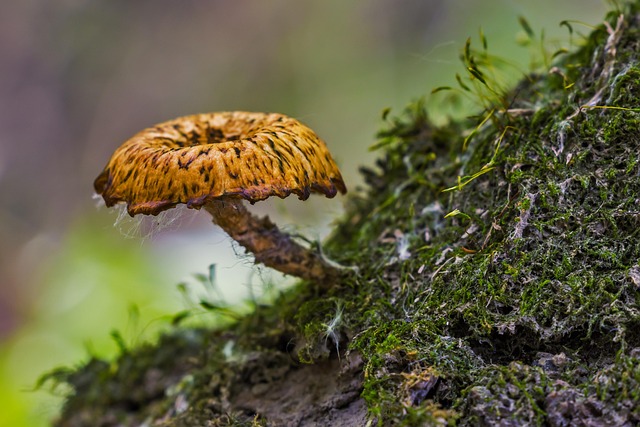 spores