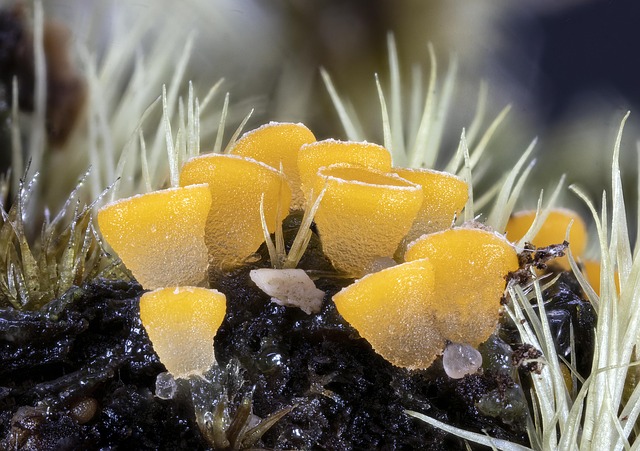 spores