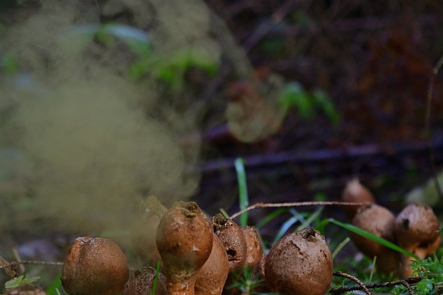 spores-640x480-63564399.jpeg