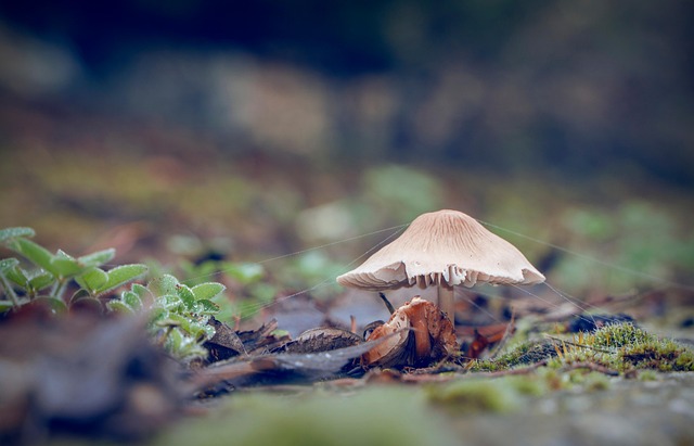 spores-640x480-78199000.jpeg