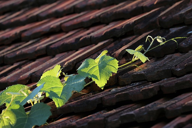 tile-roof-640x480-11850652.jpeg
