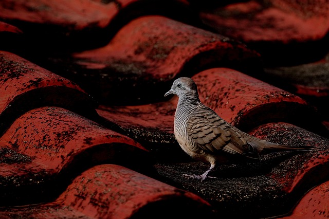 tile roof