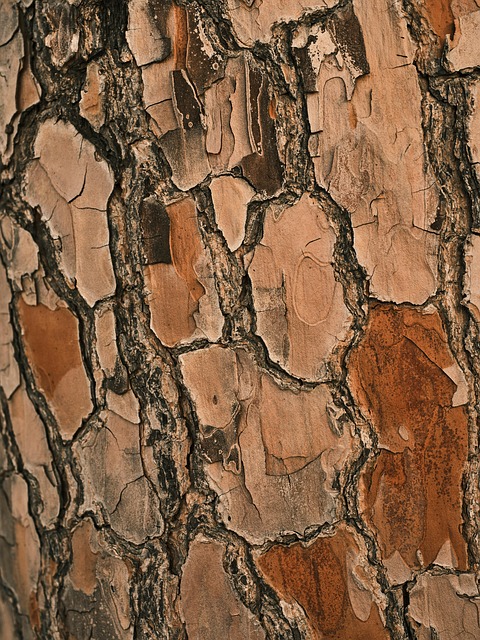 timber