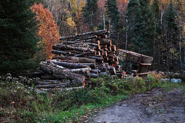 timber