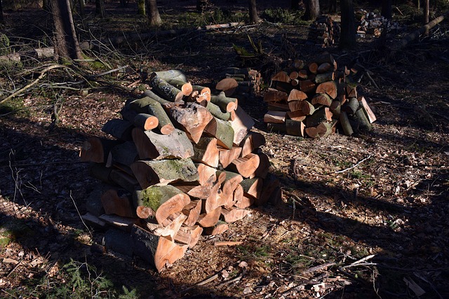 timber-640x480-83568317.jpeg