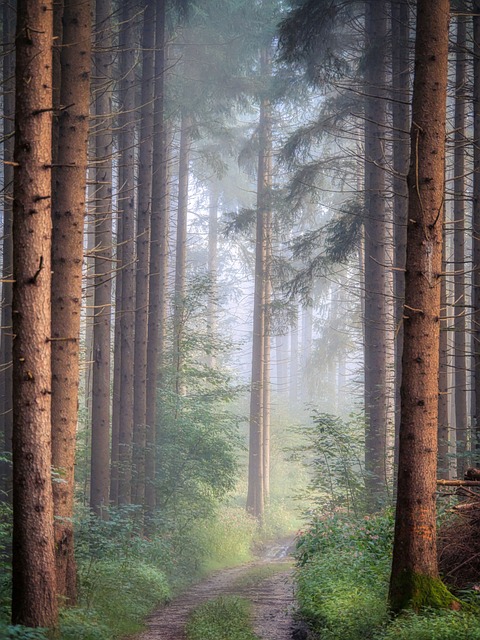 Trails