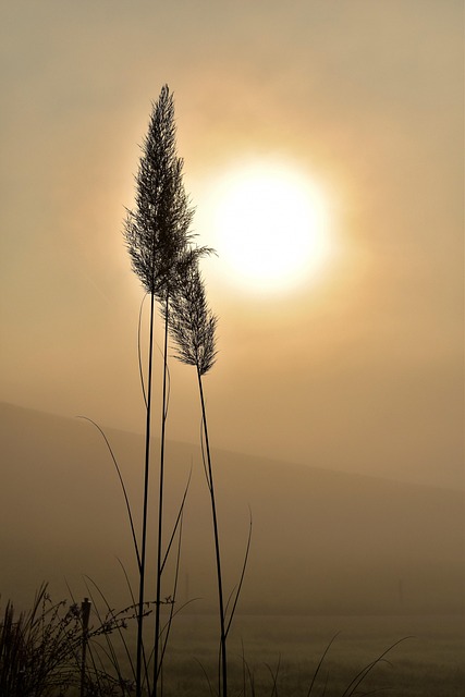 tranquility