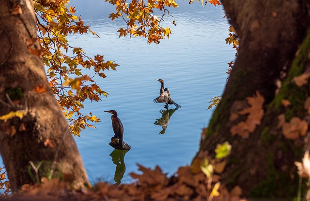 tranquility