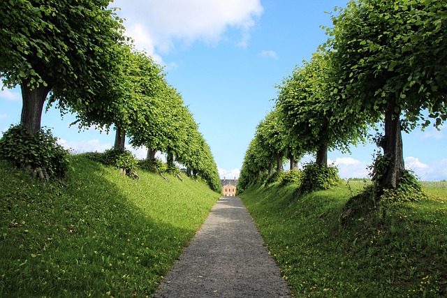 Trees