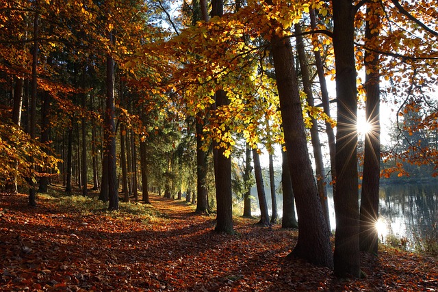 Trees