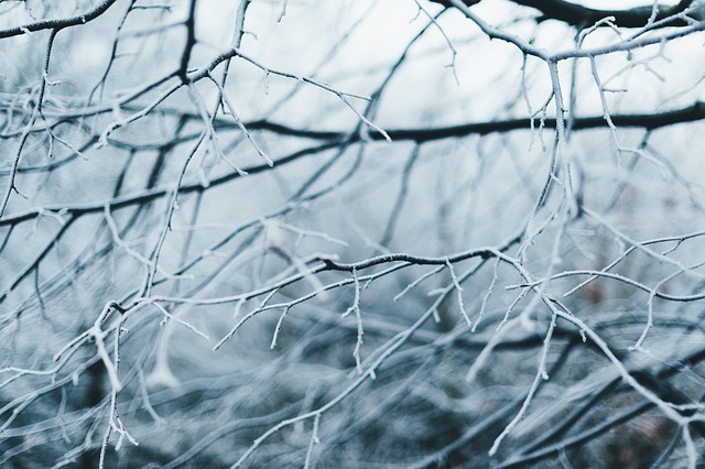 trees-640x480-71548061.jpeg