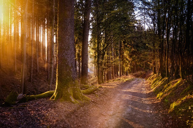 Trees