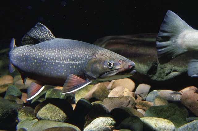 trout-640x480-32086470.jpeg