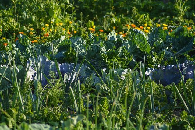 vegetables