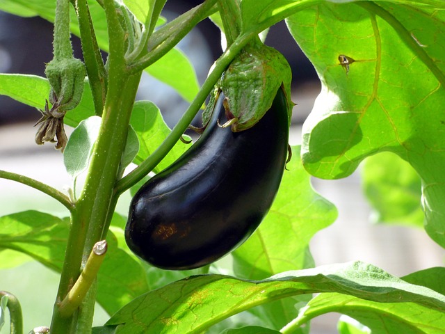 vegetables