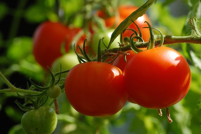 vegetables