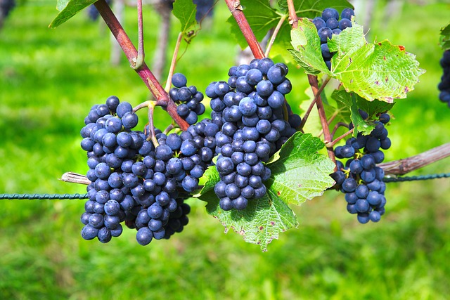 vineyard