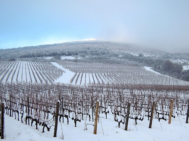 vineyard-640x480-56895272.jpeg