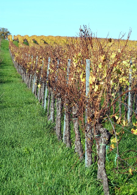 vineyard