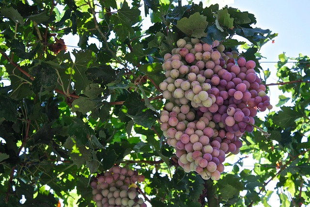 vineyard