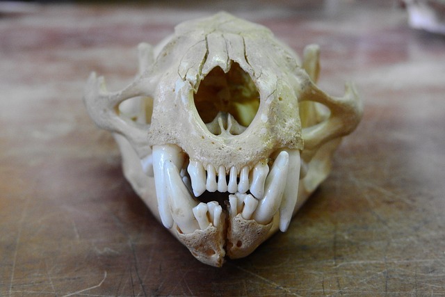 white-teeth-640x480-513587.jpeg