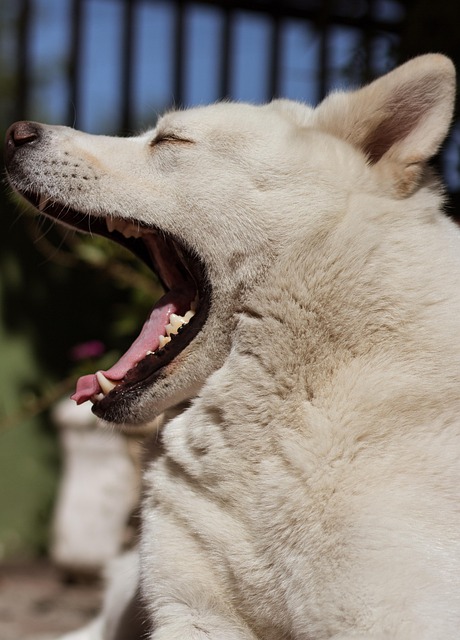 white teeth