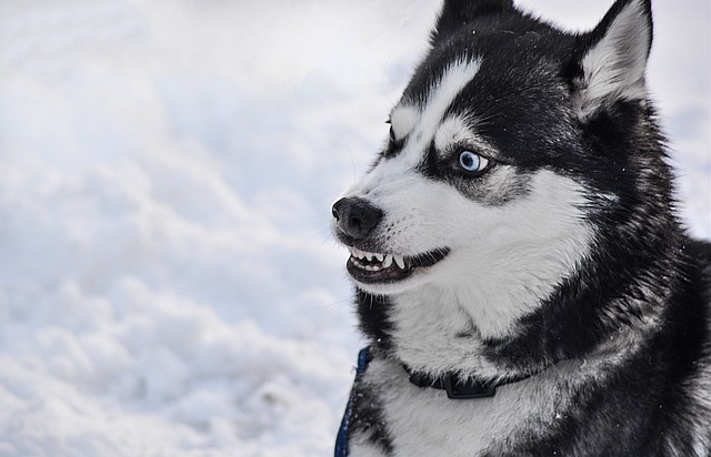 white-teeth-640x480-98800026.jpeg