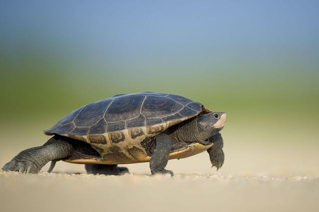 wildlife