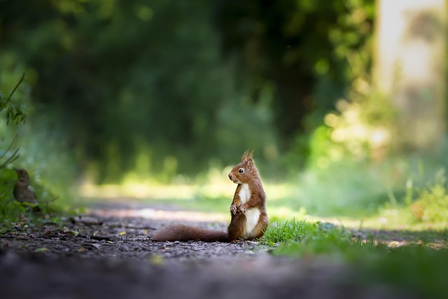 wildlife-640x480-14920792.jpeg