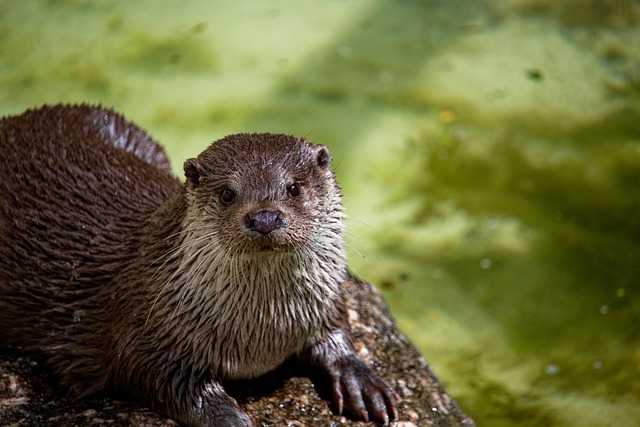 wildlife